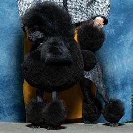 Colten - Poodle