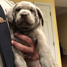Labrador Retriever Puppies from KMC Gun Dogs