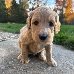 Dark Green - Male - Red  male Goldendoodle puppy in Kent City, Michigan from Hannah Mae Doodles