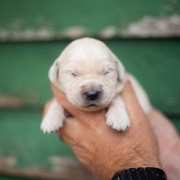 Cider (Miss Burgundy) - Golden female Golden Retriever puppy in Paoli, Indiana from Rose n’ Thistle Farm