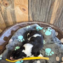 Yellow - Black white and tan female Collie puppy in Kalispell, Montana from C4 Collies