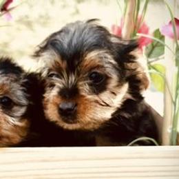 Yorkshire Terriers from Yorkie To My Heart