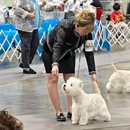Bella Joy - West Highland White Terrier
