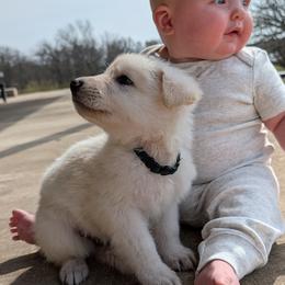 German Shepherd Puppies from Haven Farm