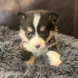 MO-F04 - Black and tan female Pembroke Welsh Corgi puppy in Stockton, Iowa from Infinity Corgis