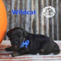 Wildcat - Phantom male Bernedoodle puppy in Heyworth, Illinois from Cobble Creek Puppies