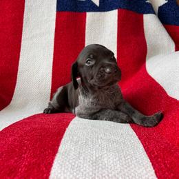 Token - Liver roan female German Shorthaired Pointer puppy in Dugspur, Virginia from Pilgrims Trails Shorthairs