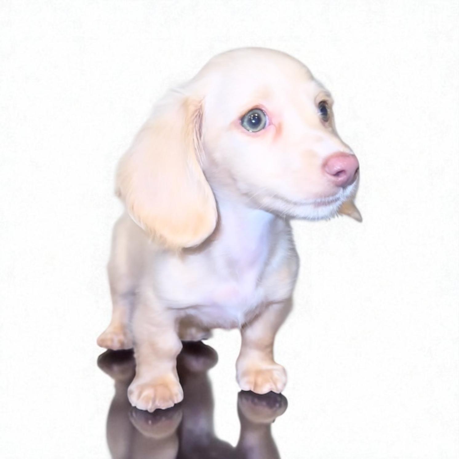 Little Valley Puppies in Texas | Cavapoo, Cockapoo or Dachshund puppies ...