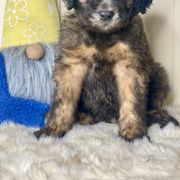 Buster - Brown Whoodle puppy in Wisconsin Rapids, Wisconsin from Whoodles of the Valley