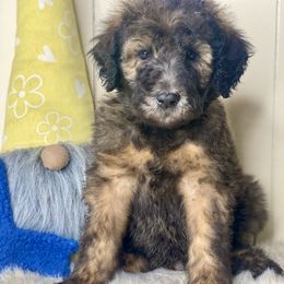 Buster - Brown Whoodle puppy in Wisconsin Rapids, Wisconsin from Whoodles of the Valley