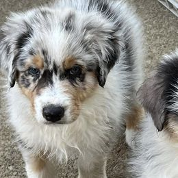 Australian Shepherds from Dawn Reid