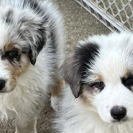Australian Shepherds from Dawn Reid