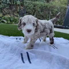 Girl 2 - female Australian Mountain Doodle puppy in Fullerton, California from Emerald Creek Doodles