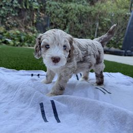Girl 2 - female Australian Mountain Doodle puppy in Fullerton, California from Emerald Creek Doodles