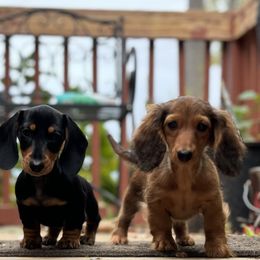 Dachshund Puppies from Little Legs Miniature Dachshunds