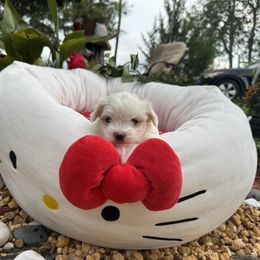 Rocky - White male Maltese puppy in Live Oak, Florida from Pupkin’s Maltese
