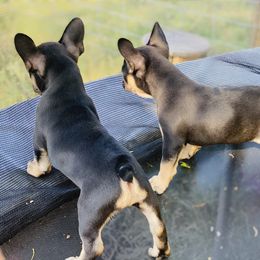 French Bulldog Puppies from Frenchie Paws