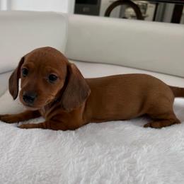 Boy number four, Sheba - Red male Dachshund puppy in Spokane, Washington from Dearhaven Doxie