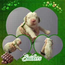 Snickers - Lemon and white male English Springer Spaniel puppy in Westover, Maryland from Sterling's springer Haven