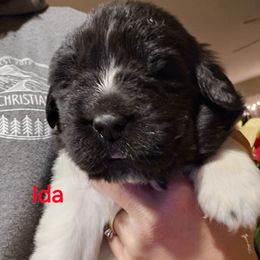 Ida - White and black female Newfoundland puppy in Honey Grove, Pennsylvania from Heinrich Family Newfoundlands