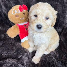 Honey - SF0544 - Cream female Australian Labradoodle puppy in Easley, South Carolina from Royal Diamond Labradoodles