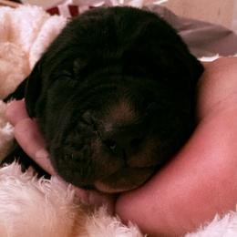 Yellow collar - Black male Great Dane puppy in La Vernia, Texas from Thistlewood Danes
