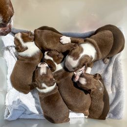 Boston Terrier and Rottweiler Puppies from Ronnie Dreher's Boston Terriers