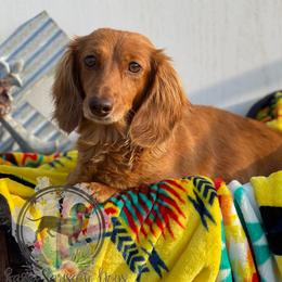 Peaches - Dachshund