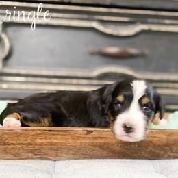 Kringle - Tri-color male Bernedoodle puppy in Henry, Illinois from Rowe Farms Doodles