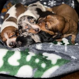 Dachshund Puppies from Daschund Pups