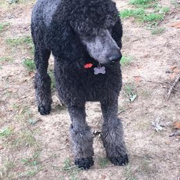 Poodle All Grown Up from Pineapple Farms Kennel