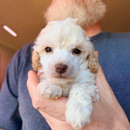 Ember - with training - Cream female Poodle puppy in Boonville, North Carolina from Doods & Dolls