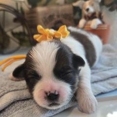 Yellow Collar- Mellow - Brown and white female Shichon puppy in Upland, California from IDREAMOFPUPPIES