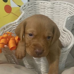 Riolu - Golden rust male Vizsla puppy in Bloomington, Indiana from Envizion