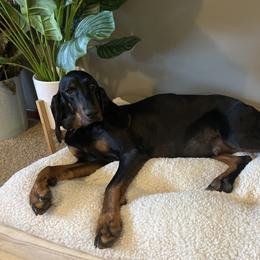 Dusty - Black and Tan Coonhound