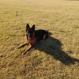 "Oskar vom Ashtonhaus" German Shepherd Puppies from Schonwasser Shepherds
