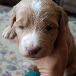 Madison - Red female Bernedoodle puppy in Woodland, Georgia from Bethel Doodle Ranch