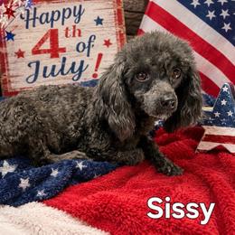Sissy - Poodle