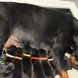 Boy fifth pick - Black and mahogany male Rottweiler puppy in Newfoundland, Pennsylvania from Poconopaws