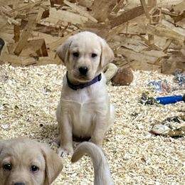 Purple - Yellow female Labrador Retriever puppy in Spokane, Washington from Learn's Labs
