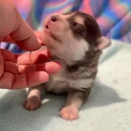 Girl 1 - Blue female Pomsky puppy in Michigan from Blue Water Pomskies