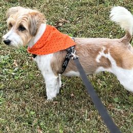 Porsche - Russell Terrier