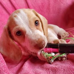 Willie - Dapple male Dachshund puppy in New Brighton, Minnesota from Doxie Lakes