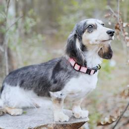 Everly - Dachshund