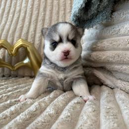 Eclipse - Black and white female Pomsky puppy in Valparaiso, Indiana from Valparaiso Pomskys
