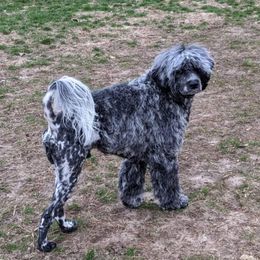 Tony - Portuguese Water Dog