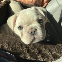 Bam-Bam - Cream male French Bulldog puppy in Murphy, Texas from Mathew Household Frenchies