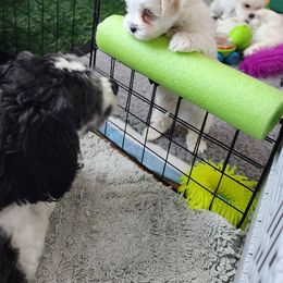 Maltese Puppies from ARIZONA MALTEE GEMS