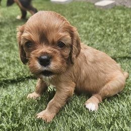 Cavalier King Charles Spaniel Puppies from Roger Jones