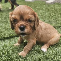 Cavalier King Charles Spaniel Puppies from Roger Jones